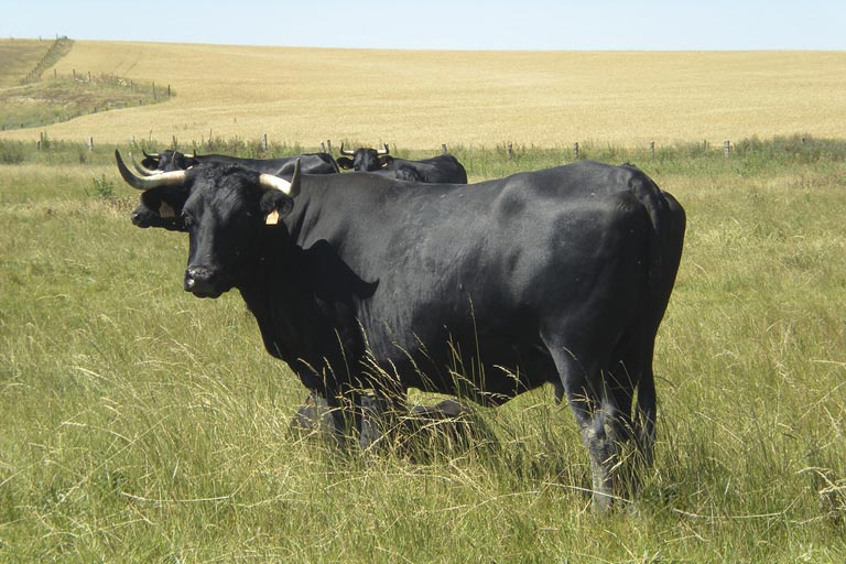 vacas - coquilla de la valmuza