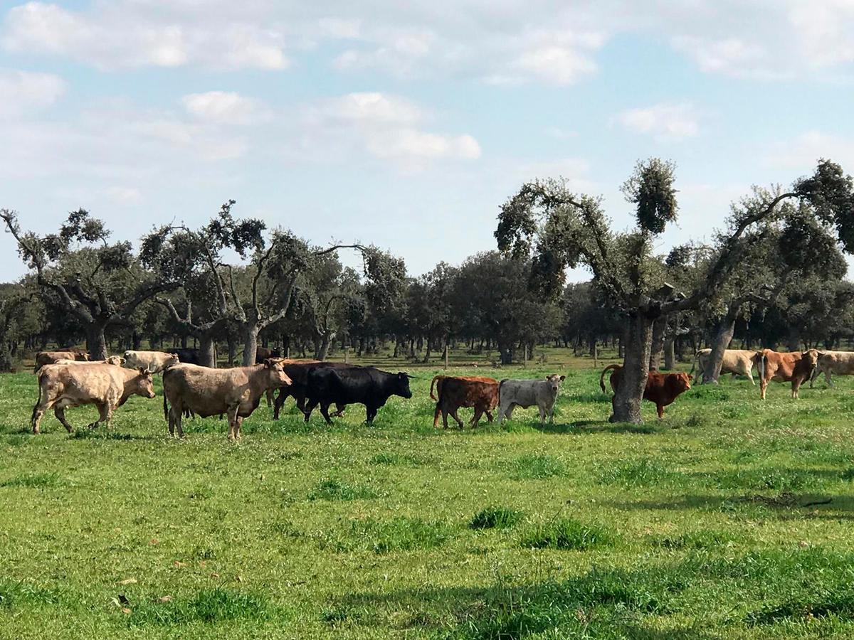 vacas - coquilla de la valmuza